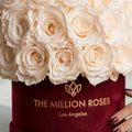 Classic Bordeaux Suede Superdome Box | White Roses