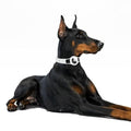 Sahara White Silicone Dog Collar - Apple AirTag = AT00018