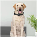 Adjustable Black Silicone Dog Collar for Large Dogs - Apple AirTag