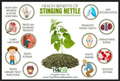 Wild Stinging Nettle Elixir