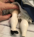 Vintage Porcelain Pilgrim doll. 16"