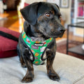 Teacher's Pet Reversible Harness