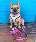 Slumber Pawty Reversible Harness