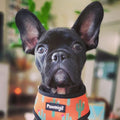 Succa For You Reversible Harness