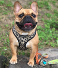 Wild Thing Leash Kit
