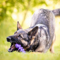 Fish Bone Nylon Dog Toy for Aggressive Chewers | USA Made | SodaPup