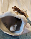Valentine Holiday Bell 3” puppy figurine Vintage porcelain L'il Chimer Jasco
