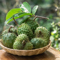 Soursop Leaf Elixir