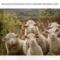 Curious Sheep Canvas Wall Art