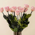 Long Stem Roses | Light Pink Roses