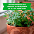 Wellness Grow Kit Lemon Balm Herb Plant Grow Kit 0.75lb Package