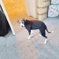 [Like New] LifeWheel Dog Hoodie Fleece Sweatshirt Buttons Winter Warm Cotton Black Size M