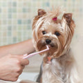 CHICHI PAWS Pet Toothbrush Set 5pcs Soft Bristles with Holder for Dogs Cats