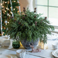 Ivydale 7 PCS Artificial Fall Stems 26in White Flowers Silk Greenery