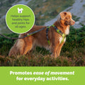 Dog Joint Support Powder – Beef Flavor Hip & Joint Supplement with Glucosamine