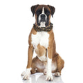 Lamphyface Halloween Dog Collar with Removable Cute Bow Tie Adjustable Cotton L