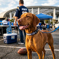 San Diego Chargers Reflective Large Football Collar