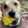 Honey Bear eDispenser - Durable Rubber Treat Dispenser for Dogs | USA Made