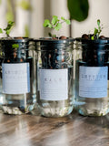 Glass Jar Semi-Hydroponic Garden Kit