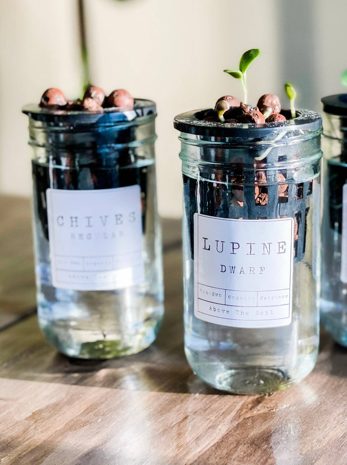 Glass Jar Semi-Hydroponic Garden Kit